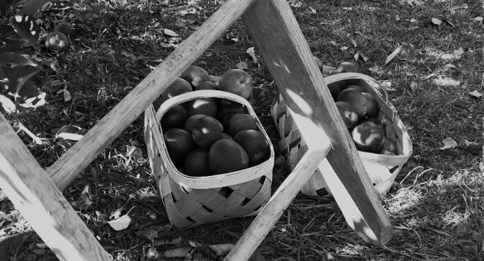 Jus de Fruits artisanal haut de gamme naturel Chateau du Clau pommier echelle