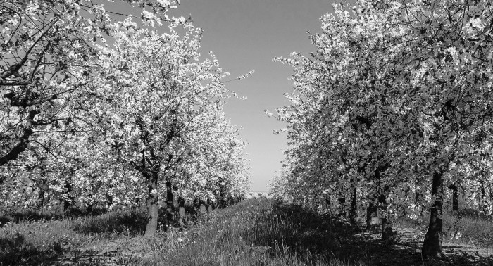 Jus de Fruits artisanal haut de gamme naturel Chateau du Clau pommier en fleur