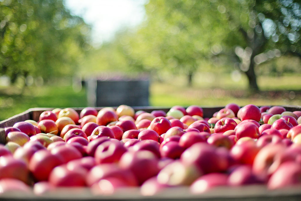 Palox Chateau du Clau jus de fruits haut de gamme